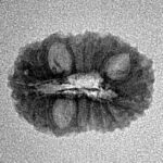 16 Mukhi Rudraksha 19.2mm 1gm - Inverse xray