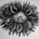 12 Mukhi Rudraksha 26.9mm 4.24gm - Inverse xray