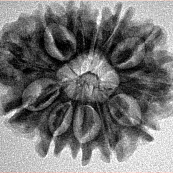 12 Mukhi Rudraksha 26.9mm 4.24gm - Inverse xray