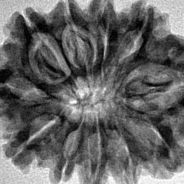 11 Mukhi Rudraksha 29mm 4.75gm - Inverse xray