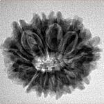 12 Mukhi Rudraksha 24.6mm 3.73gm - Inverse xray