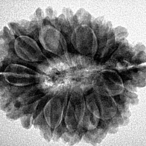 Sawar/Ganesh (14+1) 25.6mm 4.59gm - Inverse xray