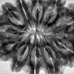 11 Mukhi Rudraksha 34mm 8gm - Inverse xray