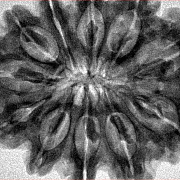 11 Mukhi Rudraksha 34mm 8gm - Inverse xray