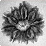 11 Mukhi Rudraksha 24.4mm 3.92gm - Inverse xray