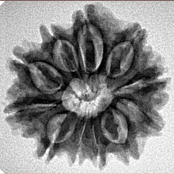 11 Mukhi Rudraksha 24.4mm 3.92gm - Inverse xray