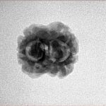 2 Mukhi Rudraksha 20.3mm 1.78gm - Inverse xray