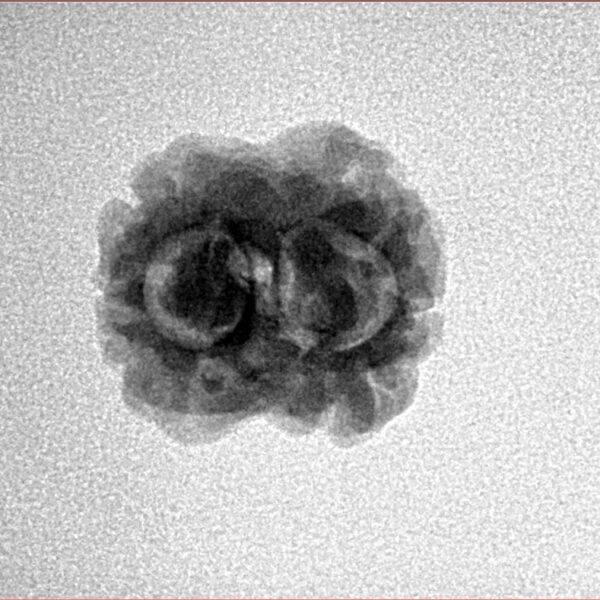 2 Mukhi Rudraksha 20.3mm 1.78gm - Inverse xray