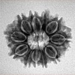 11 Mukhi Rudraksha 23.5mm 2.88gm - Inverse xray