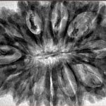 12 Mukhi Rudraksha 36.8mm 8.17gm - Inverse xray