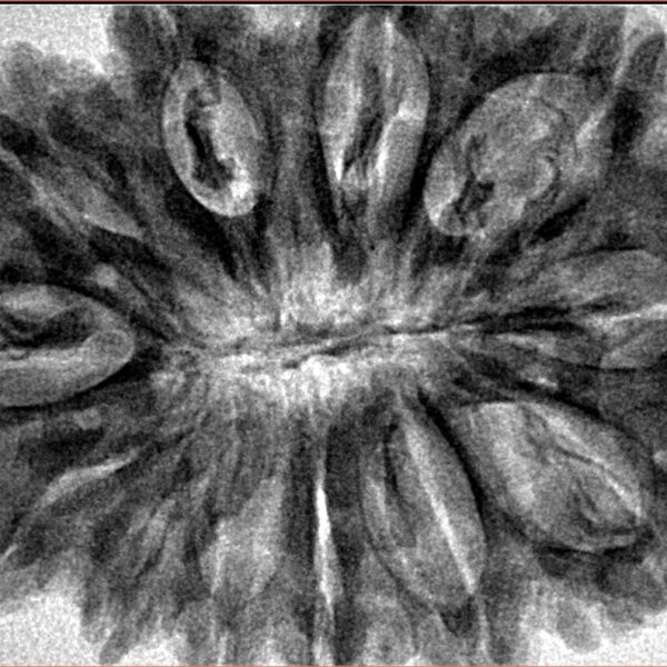 12 Mukhi Rudraksha 36.8mm 8.17gm - Inverse xray