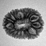 16 Mukhi Rudraksha 21.1mm 2.09gm - Inverse xray