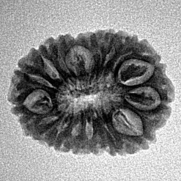 16 Mukhi Rudraksha 21.1mm 2.09gm - Inverse xray