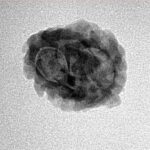 2 Mukhi Rudraksha 22.1mm 1.63gm - Inverse xray