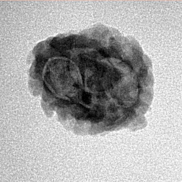 2 Mukhi Rudraksha 22.1mm 1.63gm - Inverse xray