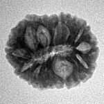 16 Mukhi Rudraksha 19.2mm 2.12gm - Inverse xray