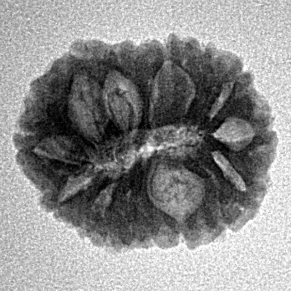 16 Mukhi Rudraksha 19.2mm 2.12gm - Inverse xray