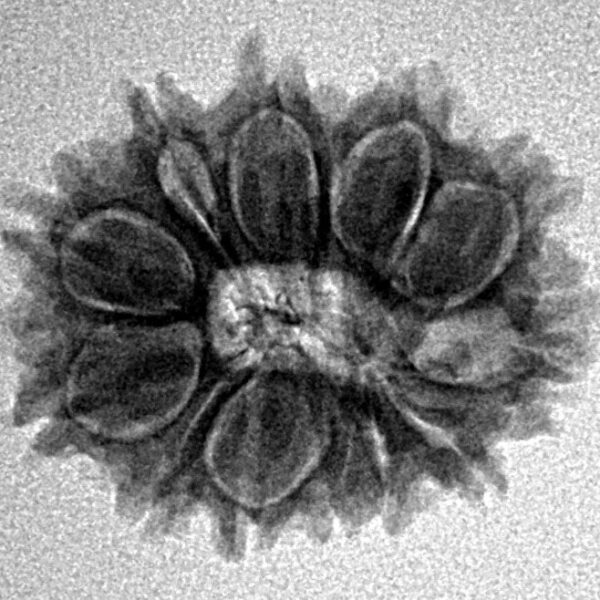 12 Mukhi Rudraksha 21.6mm 2.41gm - Inverse xray