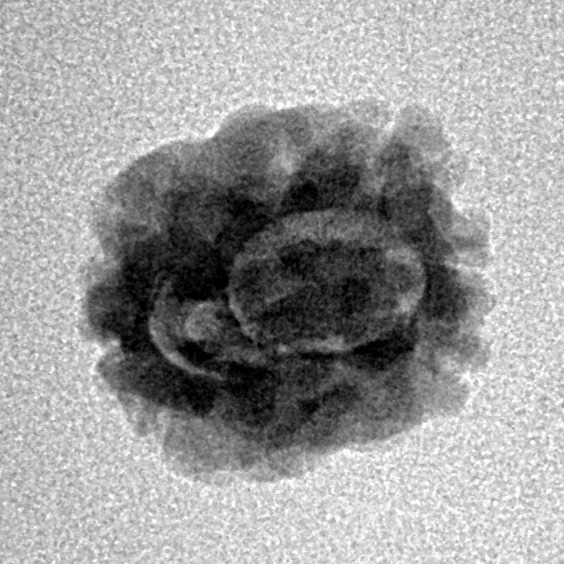 2 Mukhi Rudraksha 17.5mm 1.19gm - Inverse xray