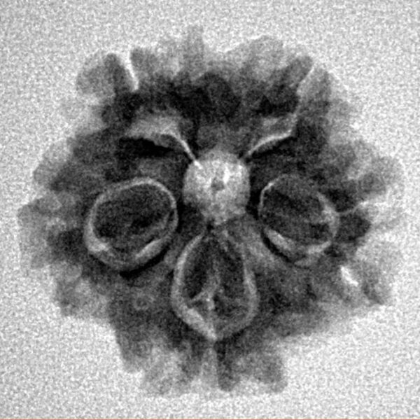 1MK(Underdeveloped) 20.6mm 3gm - Inverse xray