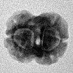 2 Mukhi Rudraksha 17.7mm 1.33gm - Inverse xray