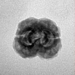 2 Mukhi Rudraksha 21.8mm 1.79gm - Inverse xray