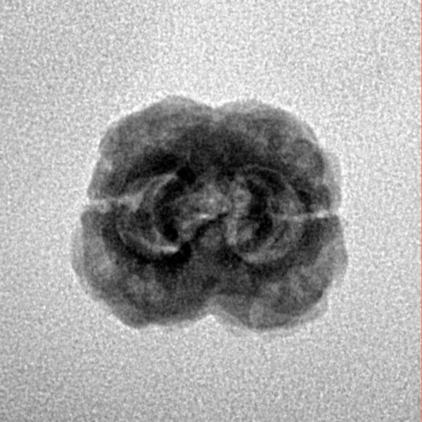 2 Mukhi Rudraksha 21.8mm 1.79gm - Inverse xray