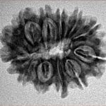 12 Mukhi Rudraksha 24.6mm 3gm - Inverse xray