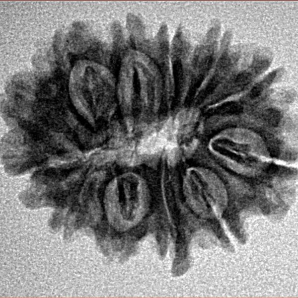 12 Mukhi Rudraksha 24.6mm 3gm - Inverse xray