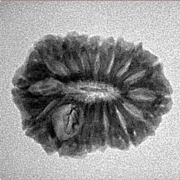 15 Mukhi Rudraksha 22.7mm 2.32gm - Inverse xray