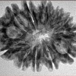 12 Mukhi Rudraksha 28.5mm 4.07gm - Inverse xray