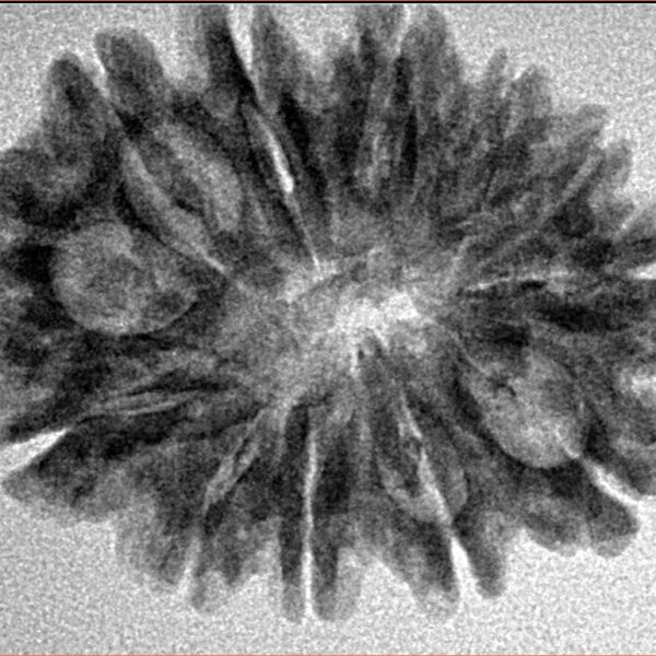 12 Mukhi Rudraksha 28.5mm 4.07gm - Inverse xray