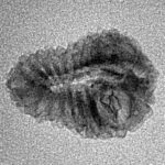 19 Mukhi Rudraksha 18.5mm 0.65gm - Inverse xray