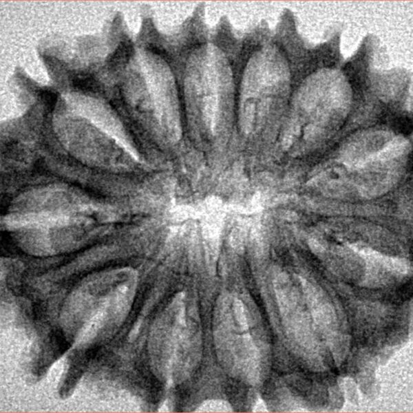 12 Mukhi Rudraksha 31.7mm 4.61gm - Inverse xray