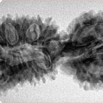 24 Mukhi Gaurishankar 40.8mm 5.79gm - Inverse xray