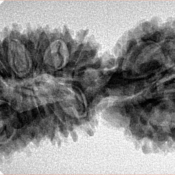 24 Mukhi Gaurishankar 40.8mm 5.79gm - Inverse xray