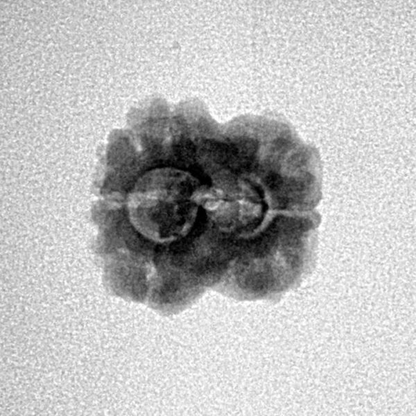 2 Mukhi Rudraksha 20.1mm 1.36gm - Inverse xray