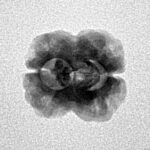 2 Mukhi Rudraksha 21.3mm 1.43gm - Inverse xray