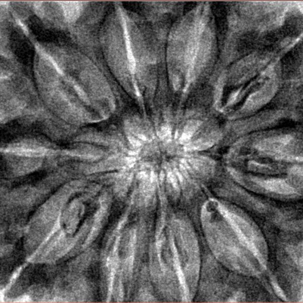 10 Mukhi Rudraksha 36mm 9.4gm - Inverse xray