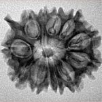 12 Mukhi Ganesh 25.1mm 3gm - Inverse xray