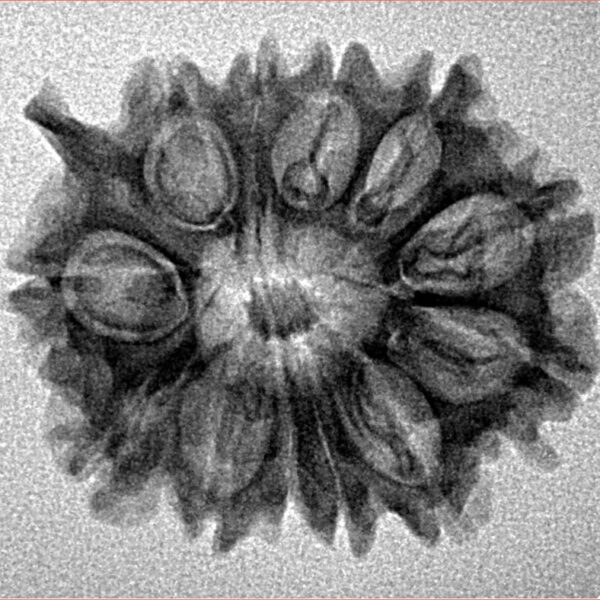 12 Mukhi Ganesh 25.1mm 3gm - Inverse xray