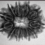 12 Mukhi Rudraksha 26.6mm 4.48gm - Inverse xray