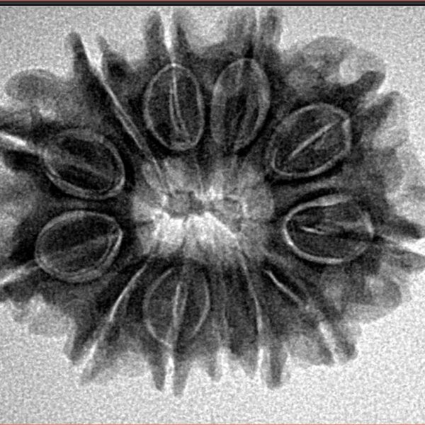 12 Mukhi Rudraksha 26.6mm 4.48gm - Inverse xray