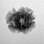 2 Mukhi Rudraksha 19.5mm 1.25gm - Inverse xray