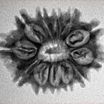 12 Mukhi Rudraksha 25.1mm 3.15gm - Inverse xray