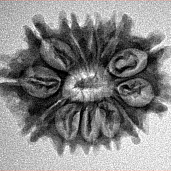 12 Mukhi Rudraksha 25.1mm 3.15gm - Inverse xray