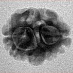 2 Mukhi Rudraksha 15.7mm 1.26gm - Inverse xray