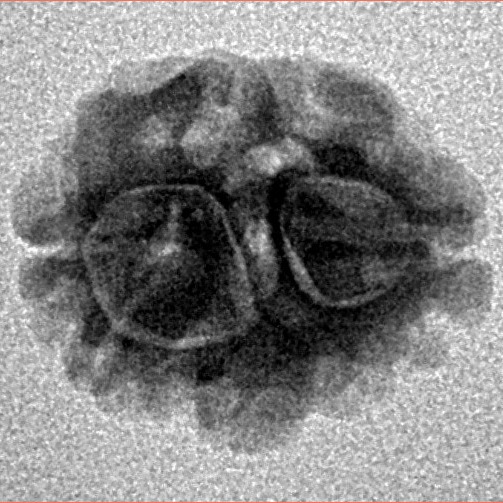 2 Mukhi Rudraksha 15.7mm 1.26gm - Inverse xray