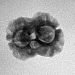 2 Mukhi Rudraksha 20.8mm 2gm - Inverse xray