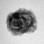 2 Mukhi Rudraksha 20.4mm 1.36gm - Inverse xray